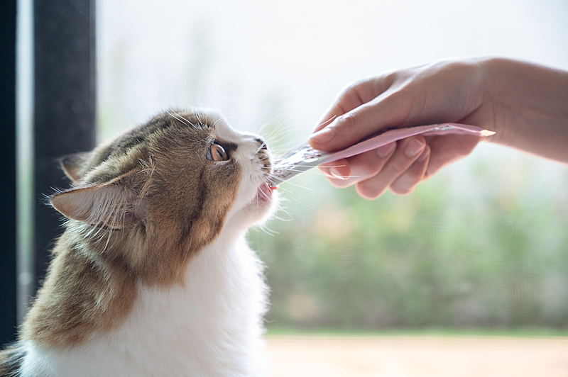 資料写真（画像著作権はCFP視覚中国所有のため転載禁止）