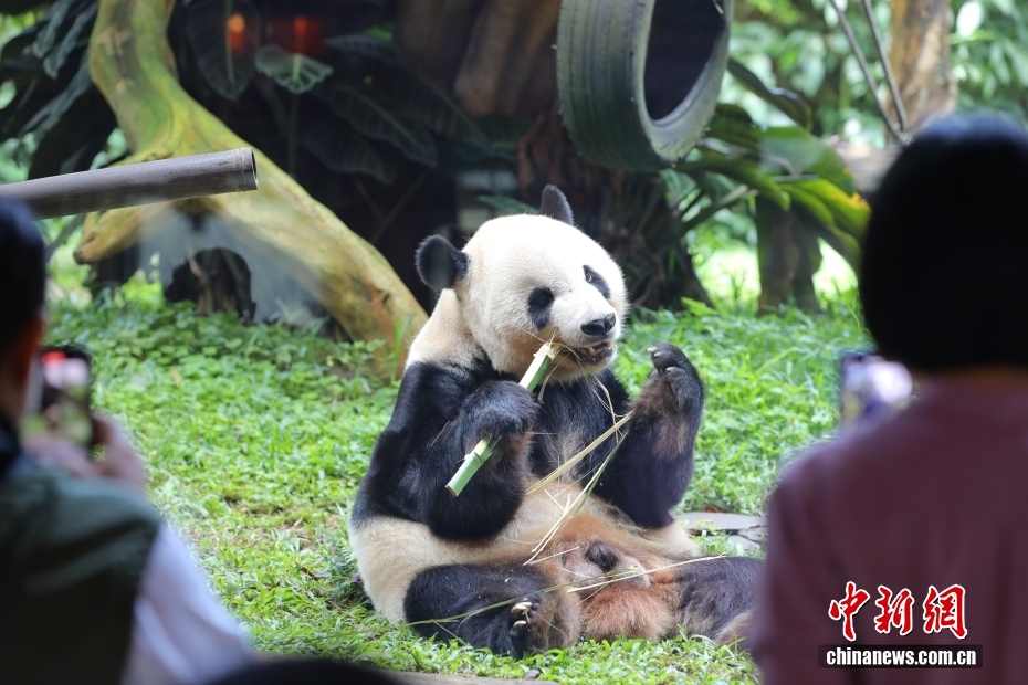 インドネシアで初めてのパンダの赤ちゃん誕生