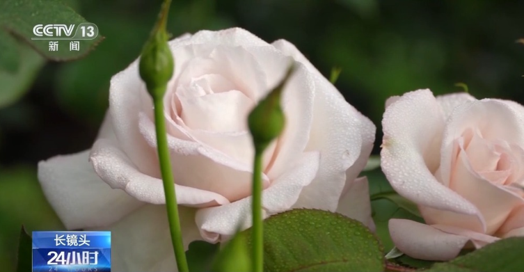 中国で開発された新種のコウシンバラにネットユーザーのおじさんの名前！？