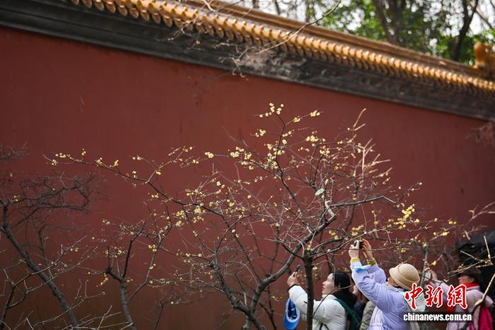 世界文化遺産「南京明孝陵」で芳香を放つロウバイ　江蘇省