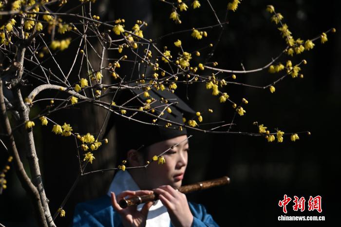 世界文化遺産「南京明孝陵」で芳香を放つロウバイ　江蘇省