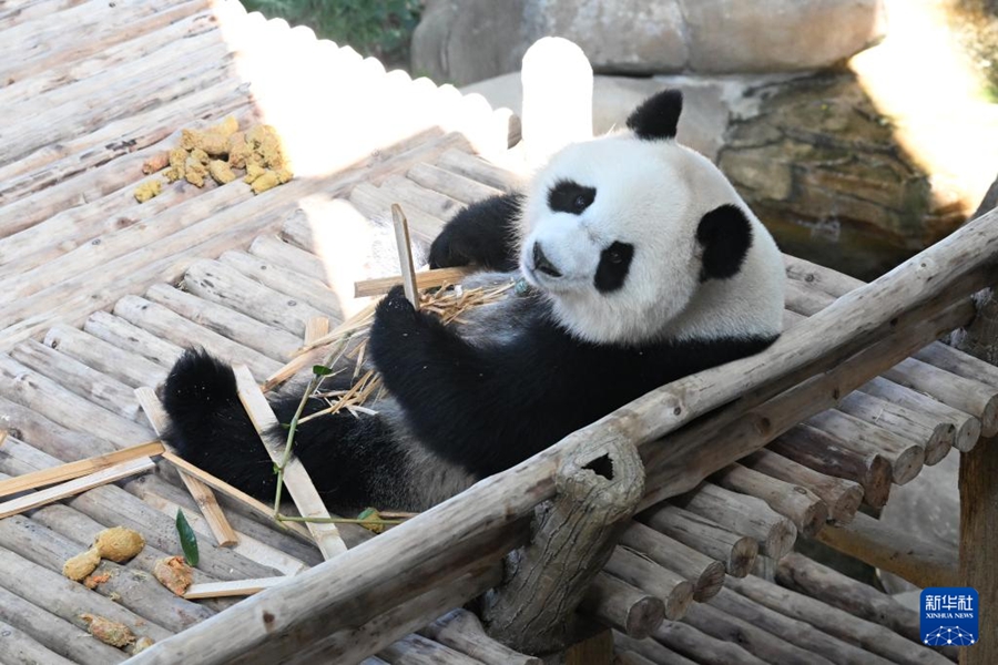 マレーシアでパンダの「辰星」と「暁月」の一般公開スタート