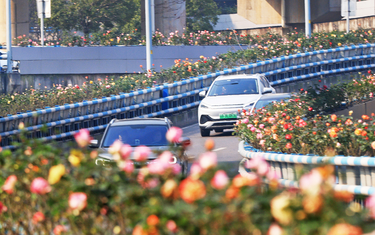重慶市の立体交差橋のコウシンバラが満開に
