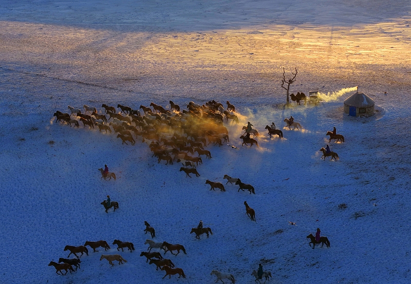 冬の烏蘭布統草原で馬が疾走する圧巻の光景　内蒙古