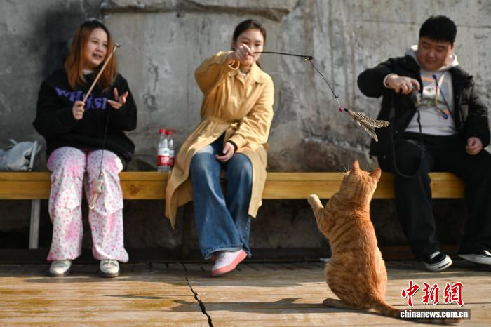 野良猫に「安住の地」を　重慶市の猫のテーマパークが人気に