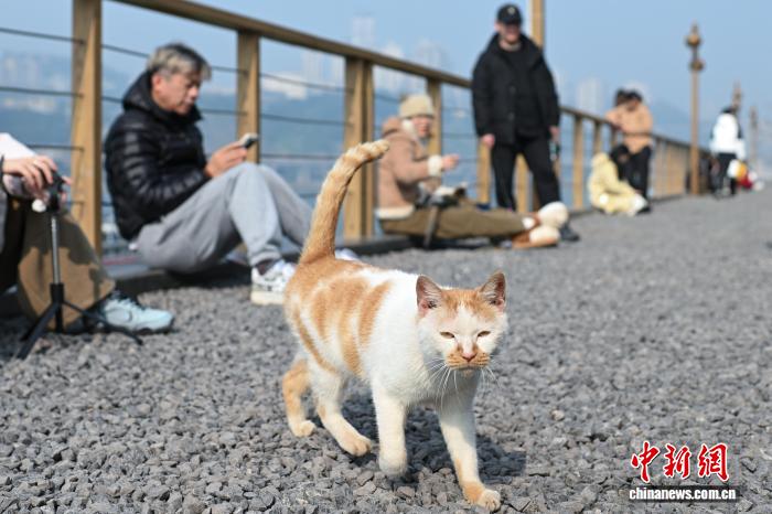 野良猫に「安住の地」を　重慶市の猫のテーマパークが人気に