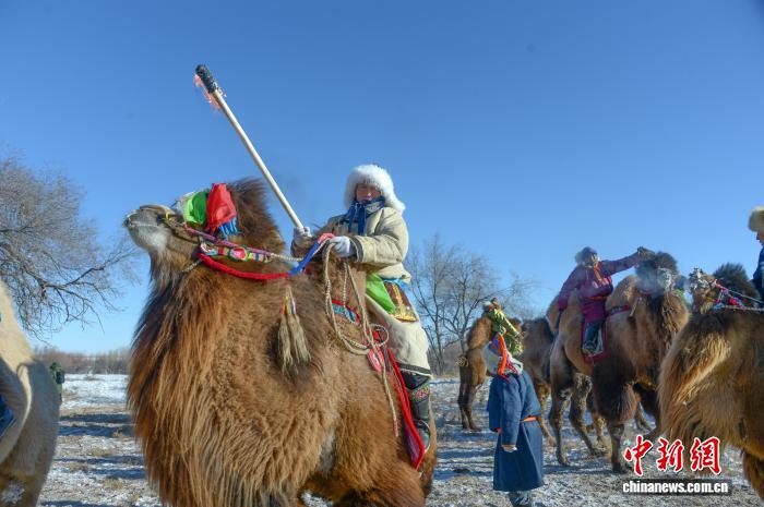 渾善達克砂漠で「最も美しい雄ラクダ」を決める選考会　内蒙古