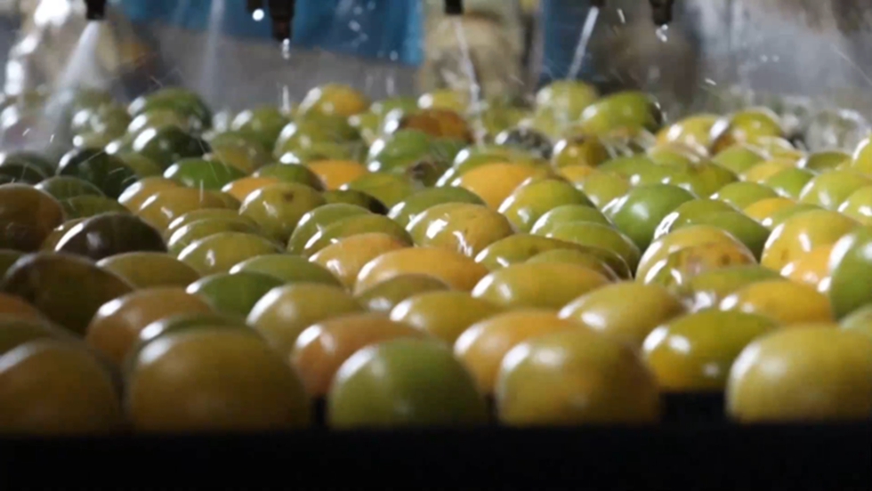 永福県の羅漢果