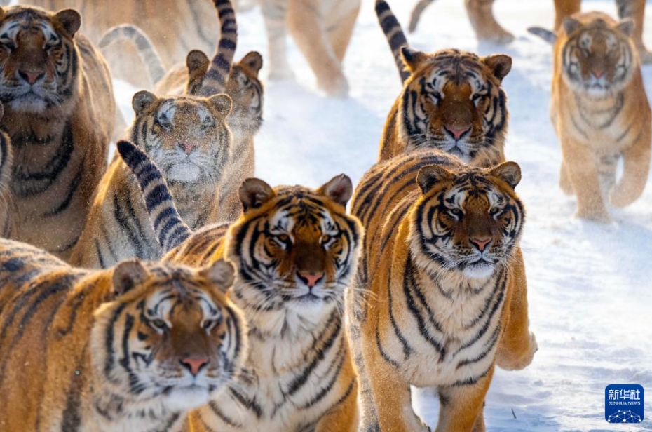 冬の日に響くトラの咆哮　黒竜江省