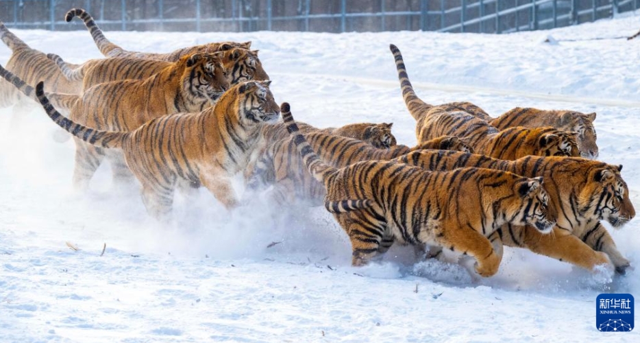 冬の日に響くトラの咆哮　黒竜江省