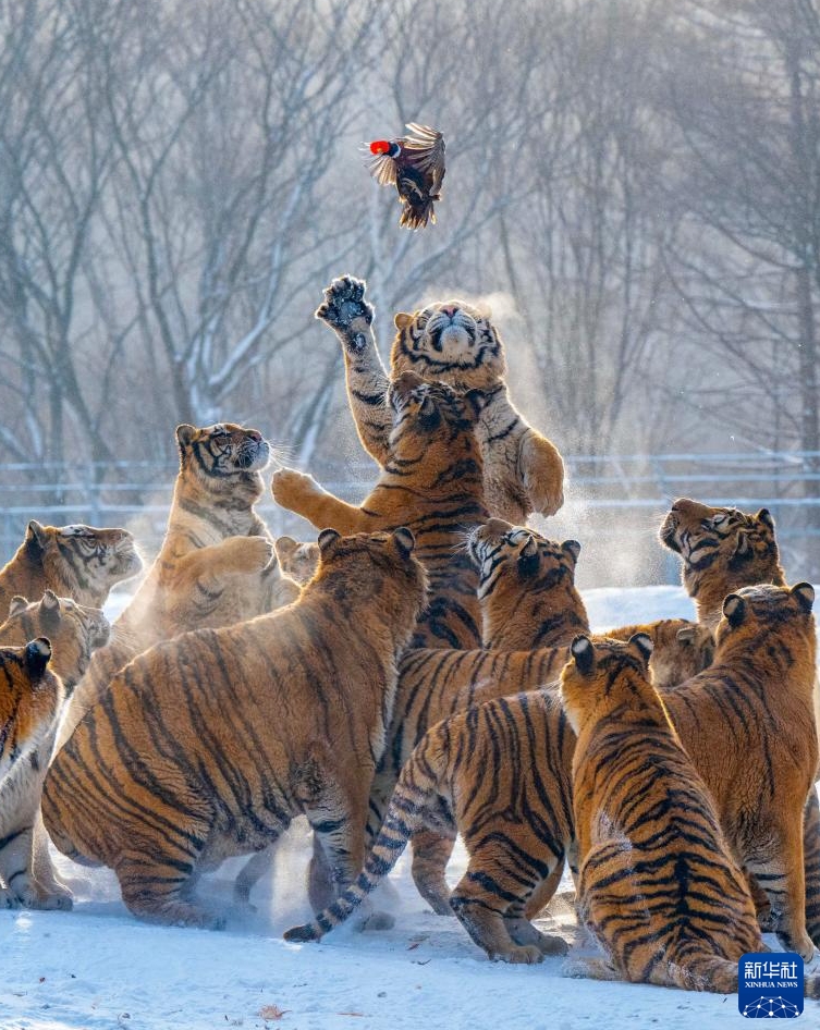 冬の日に響くトラの咆哮　黒竜江省