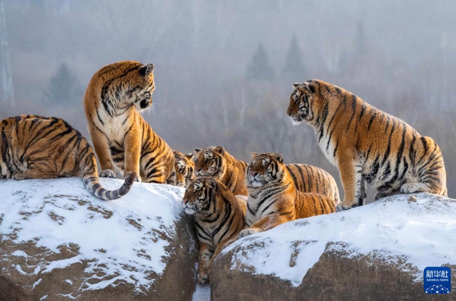 冬の日に響くトラの咆哮　黒竜江省