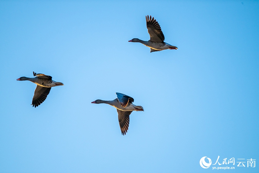 「冬を告げる使者」で賑わう雲南省の拉市海湿地　冬の風物詩に