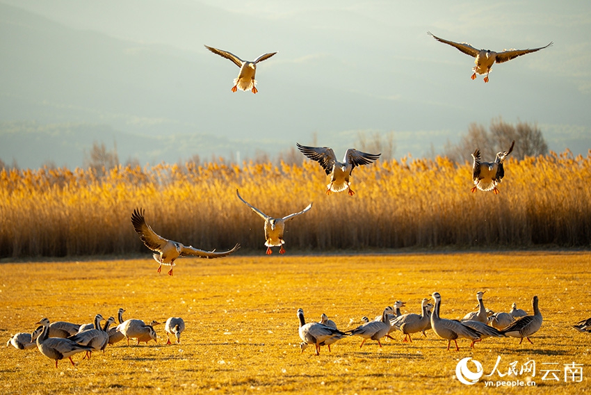 「冬を告げる使者」で賑わう雲南省の拉市海湿地　冬の風物詩に
