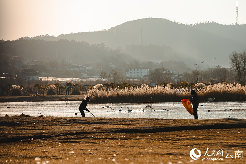 「冬を告げる使者」で賑わう雲南省の拉市海湿地　冬の風物詩に