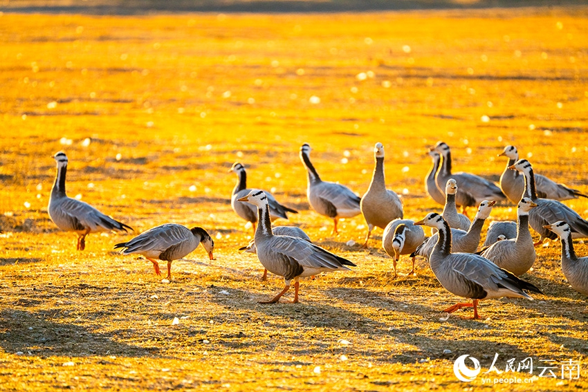 「冬を告げる使者」で賑わう雲南省の拉市海湿地　冬の風物詩に