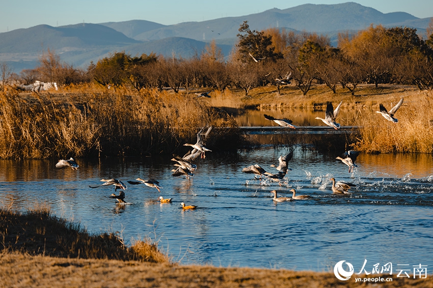 「冬を告げる使者」で賑わう雲南省の拉市海湿地　冬の風物詩に