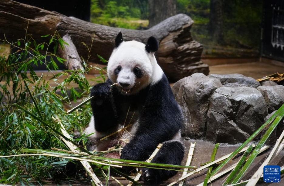 日本で飼育中のパンダが最終観覧日　27日に中国返還へ
