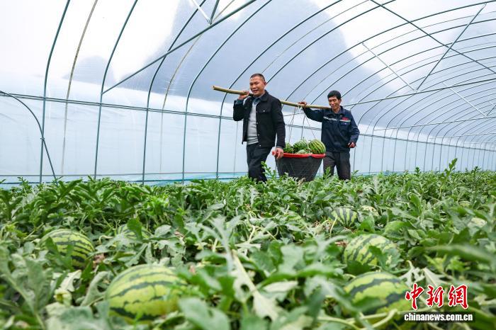 「オフシーズンスイカ」で春節市場狙う　広西・賀州