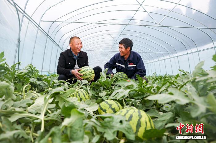 「オフシーズンスイカ」で春節市場狙う　広西・賀州