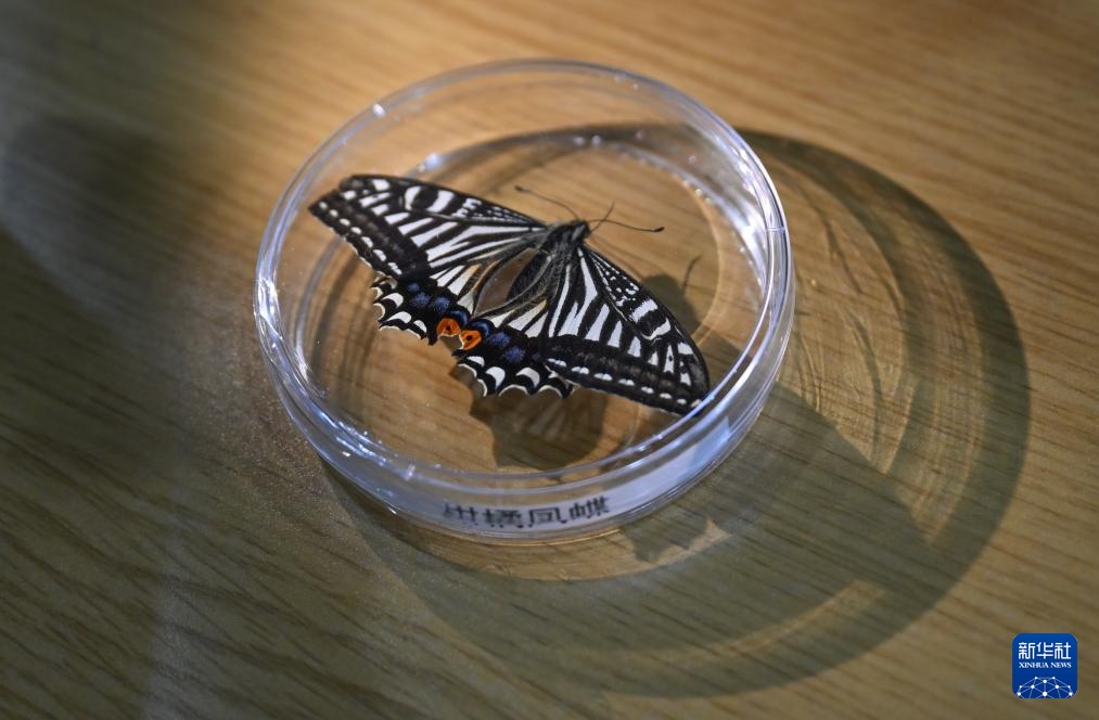 重慶大学の宇宙生命実験が新たな進展　「宇宙のチョウ」が羽化