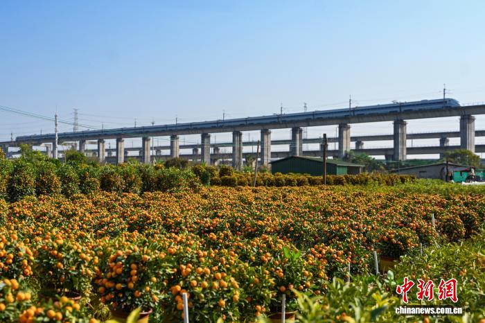 春節を控え、広州で鑑賞用の柑橘類の販売が最盛期に　広東省