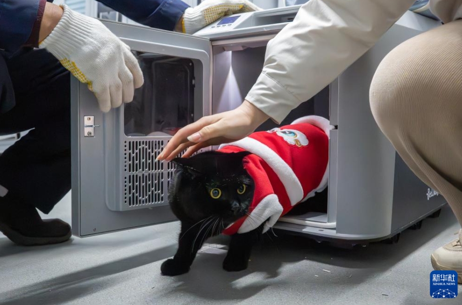 湖北省の武漢駅で、飼い主に引き渡されるため、高速鉄道専用スマートペットクレートから出されたネコ（2月3日撮影・杜子璇）。