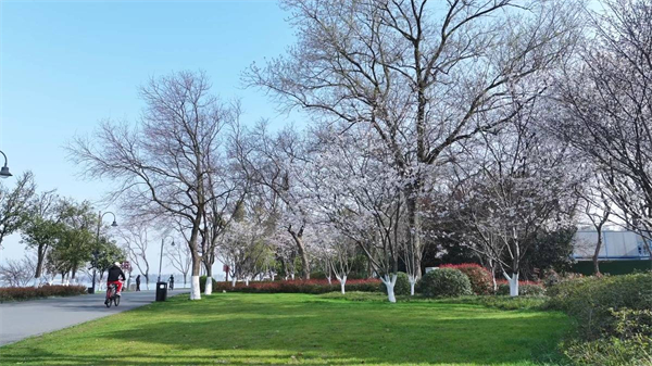 東湖の河川敷緑地に植えられている桜（撮影・張競恒）。