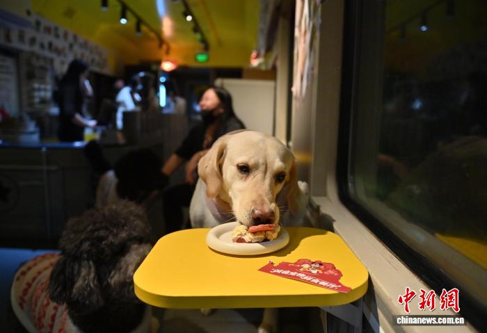 予約殺到！列車車両を利用したペットレストラン　吉林省長春