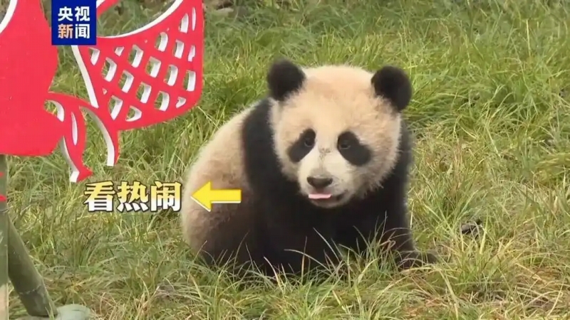 ジャイアントパンダ国家保護研究センターが2025年に誕生した赤ちゃんパンダを一斉お披露目