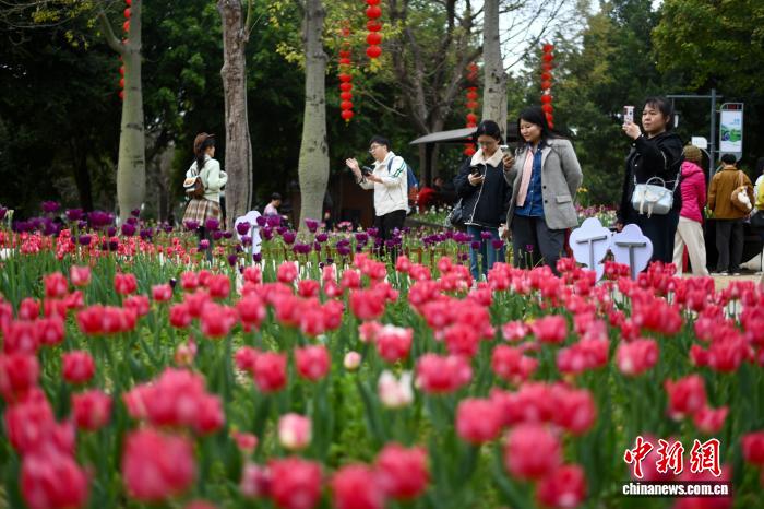 春節連休に人々の目を楽しませる満開のチューリップ　福建省福州
