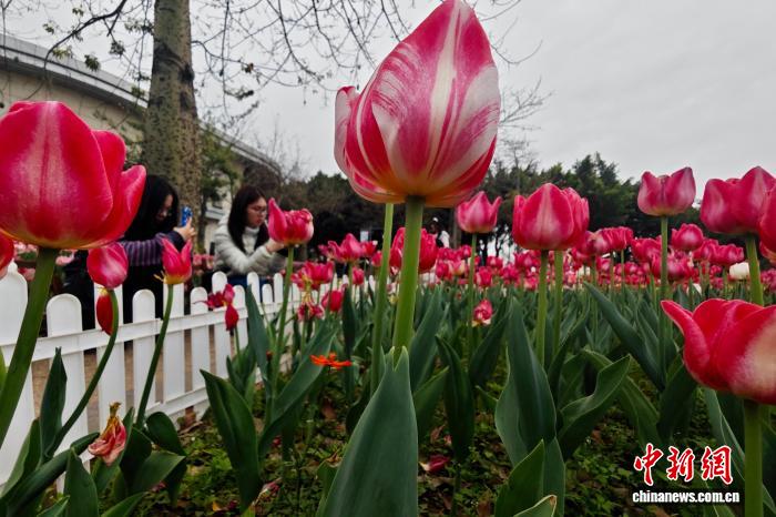 春節連休に人々の目を楽しませる満開のチューリップ　福建省福州