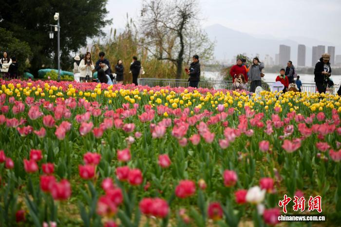 春節連休に人々の目を楽しませる満開のチューリップ　福建省福州