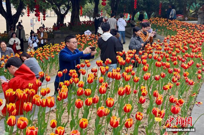 春節連休に人々の目を楽しませる満開のチューリップ　福建省福州
