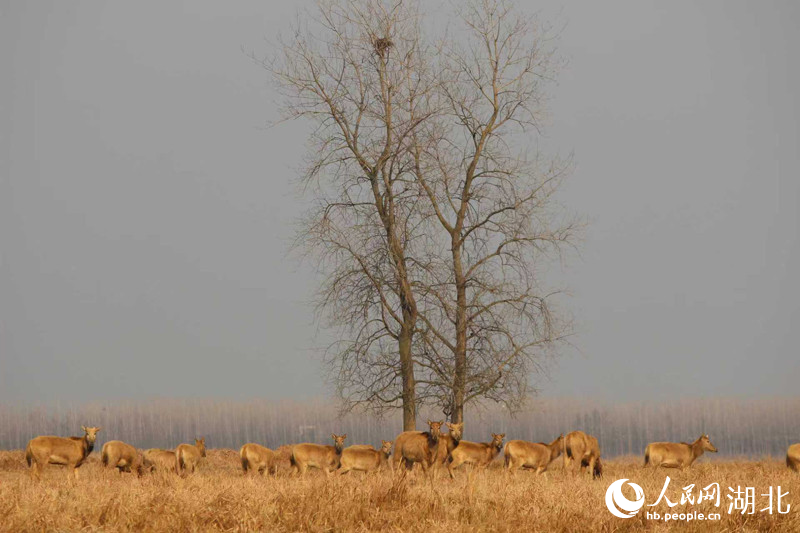 湖北省で快適に暮らすシフゾウ