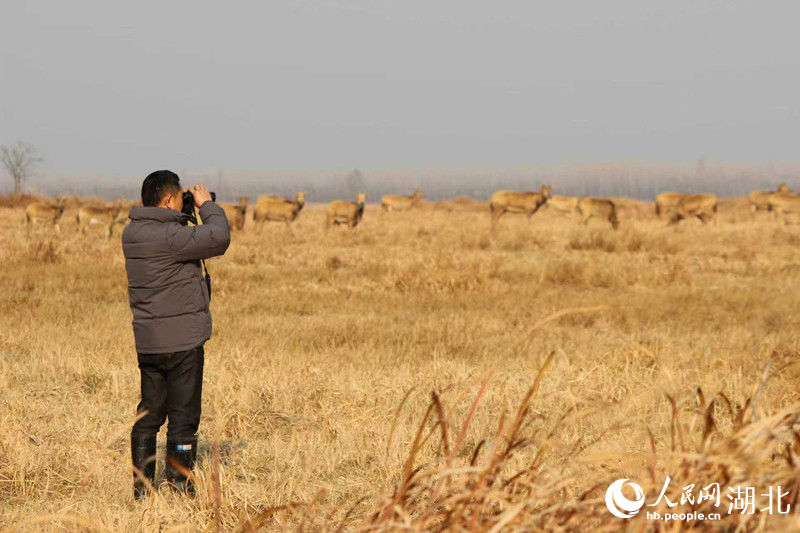 保護区の中心エリアで、望遠鏡を使ってシフゾウのコンディションをチェックする劉吉高さん(撮影・張沛)。