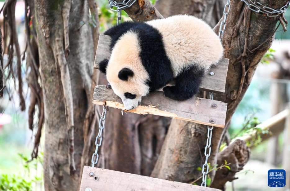 屋外で陽光を満喫するパンダ　重慶動物園