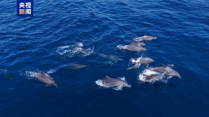 海南省・三亜蜈支洲島の近海にイルカの群れ