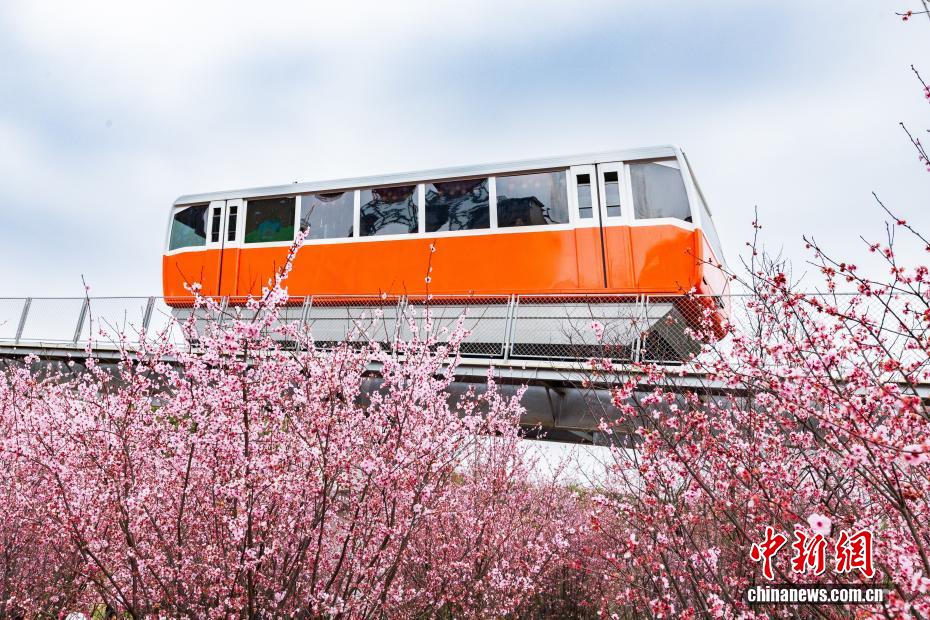 春の山を走行するケーブルカー　重慶