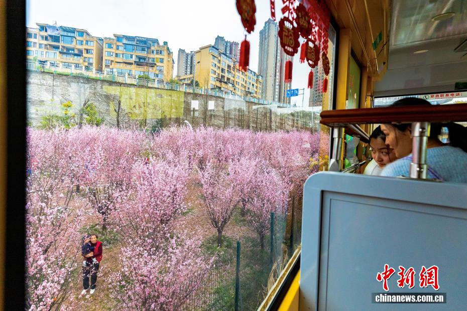 春の山を走行するケーブルカー　重慶