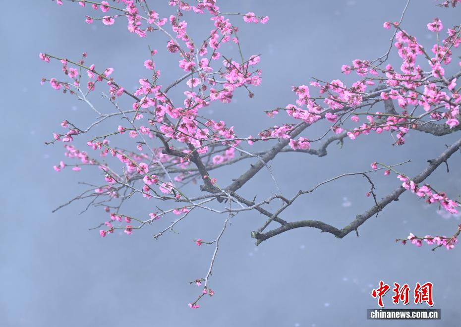 西湖の趣と春の訪れを感じられる観光スポットが人気に　浙江省杭州