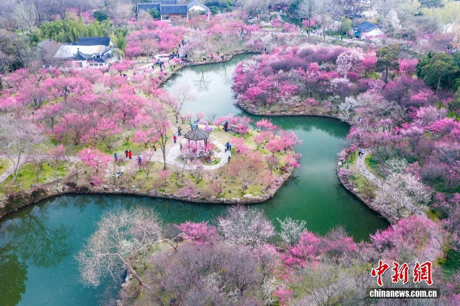 訪れた人々を魅了する満開を迎えた痩西湖の梅　江蘇省揚州