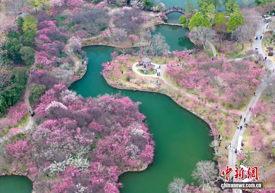 訪れた人々を魅了する満開を迎えた痩西湖の梅　江蘇省揚州
