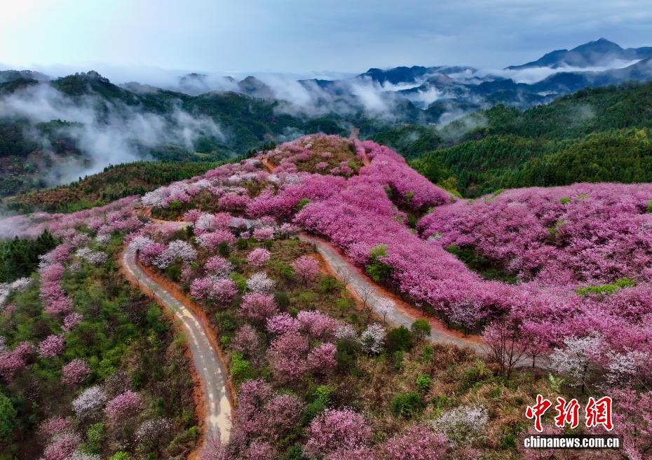 桜の鑑賞ピークを迎えた福建省大田県