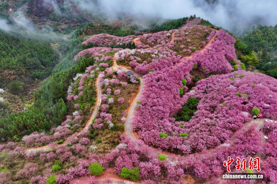 桜の鑑賞ピークを迎えた福建省大田県