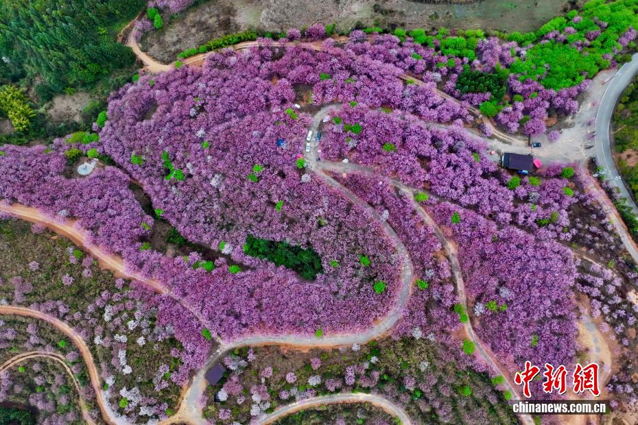 桜の鑑賞ピークを迎えた福建省大田県
