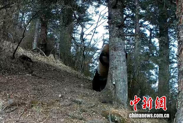 ジャイアントパンダの逆立ちは曲芸ではなく、恋人探し　四川省