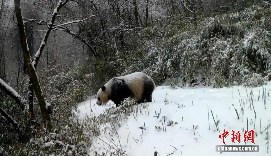 ジャイアントパンダの逆立ちは曲芸ではなく、恋人探し　四川省
