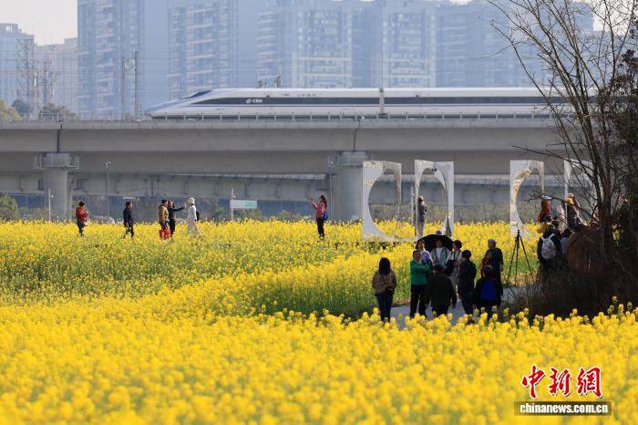 菜の花畑と高速列車のコラボが人気に　四川省成都