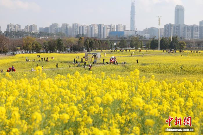 菜の花畑と高速列車のコラボが人気に　四川省成都